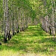 Березовая аллея